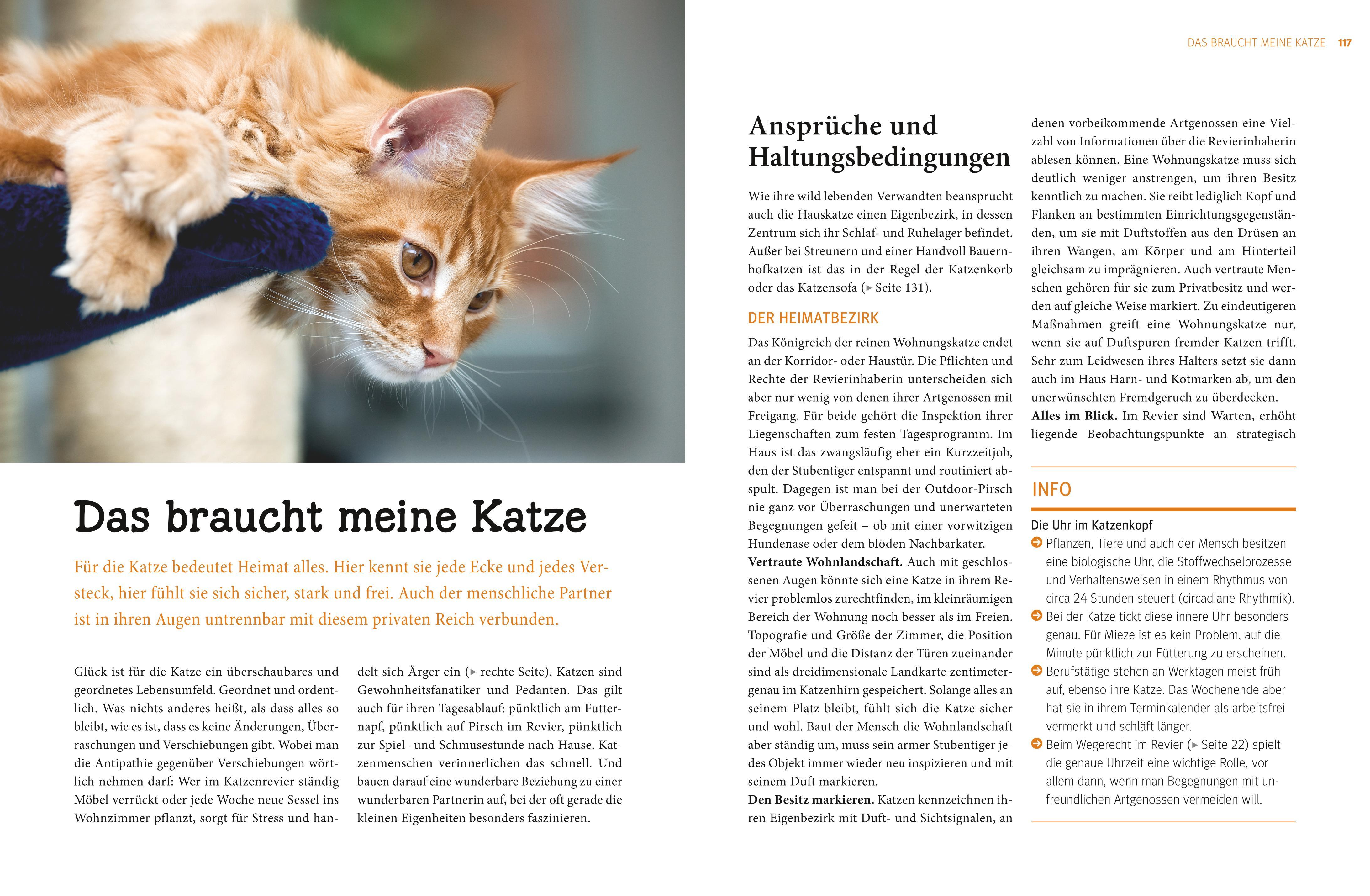 Katzen. Das große Praxishandbuch