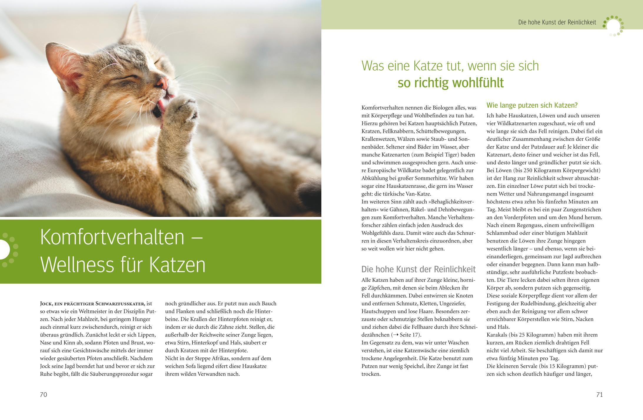 Was Katzen wirklich wollen