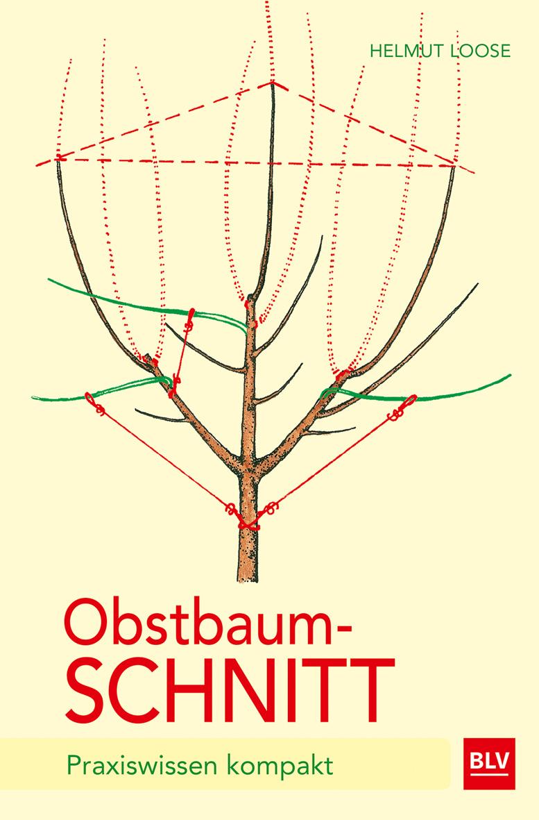 Obstbaumschnitt