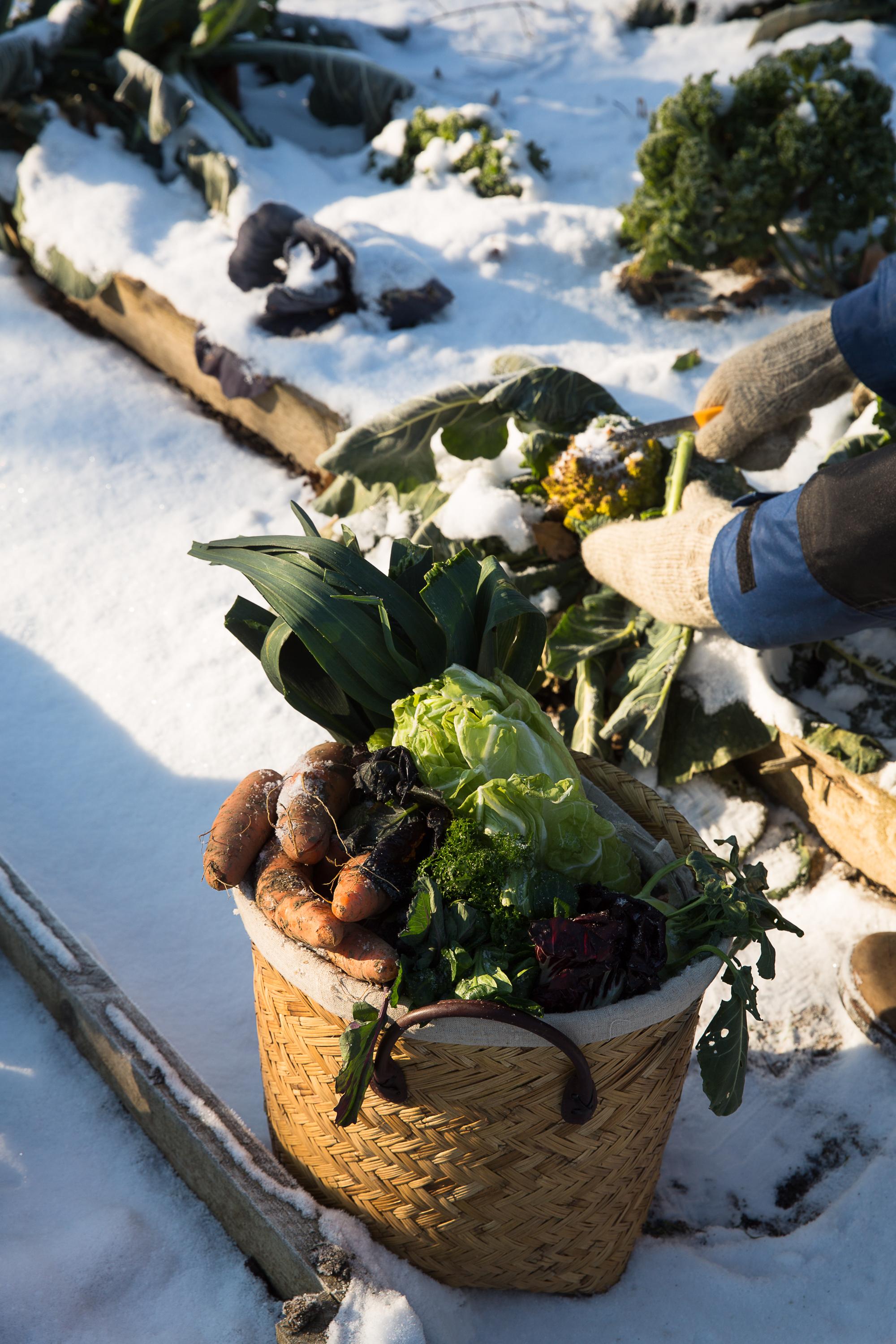 Frisches Gemüse im Winter ernten