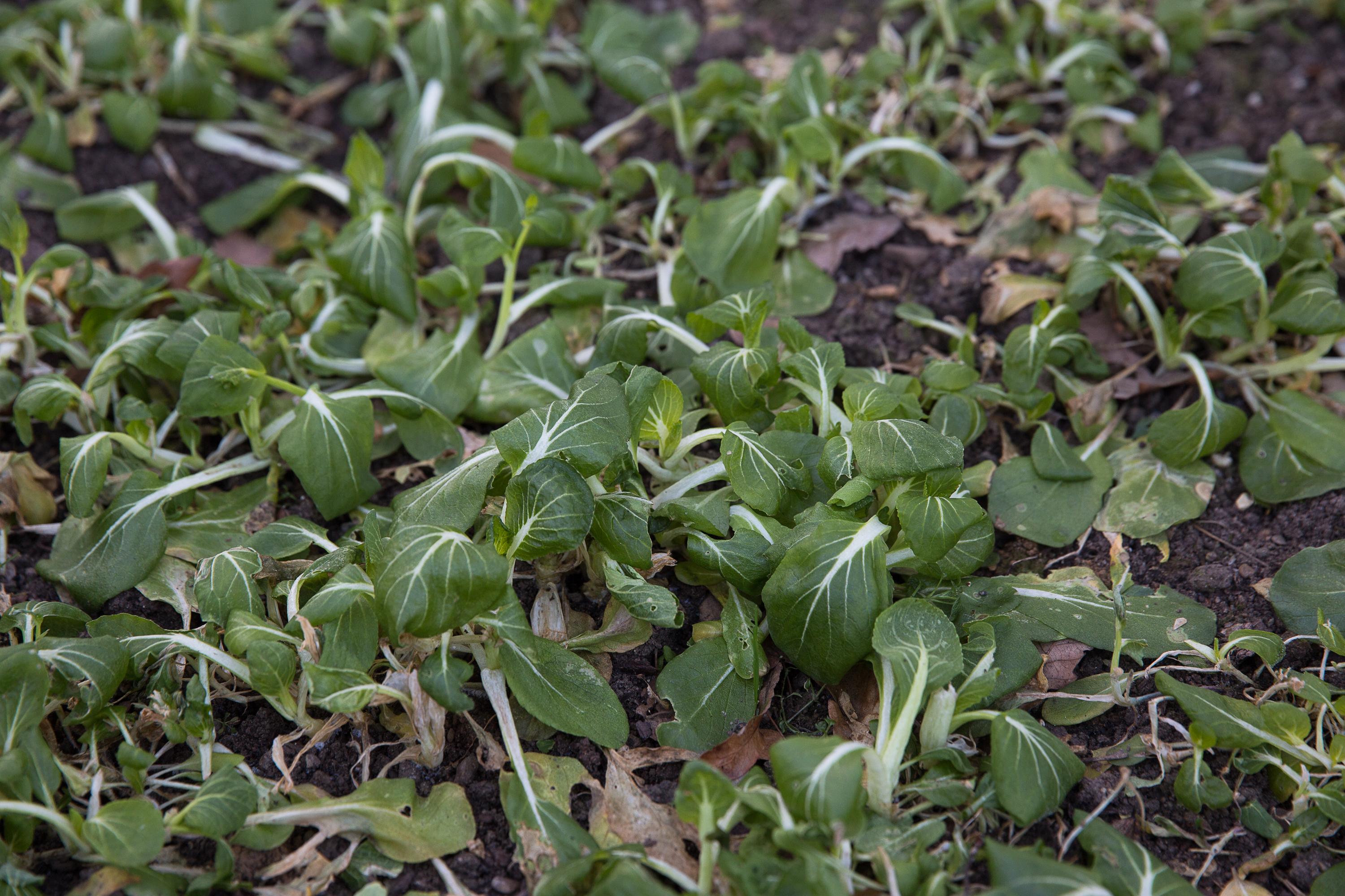 Frisches Gemüse im Winter ernten