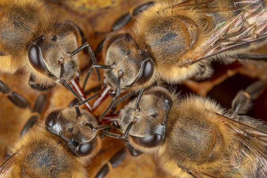 Honigbienen - geheimnisvolle Waldbewohner