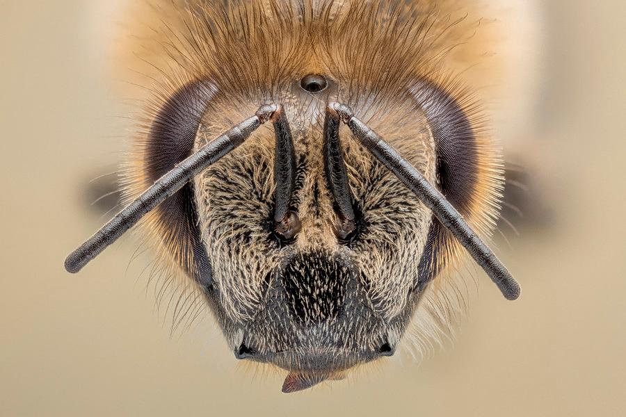 Honigbienen - geheimnisvolle Waldbewohner