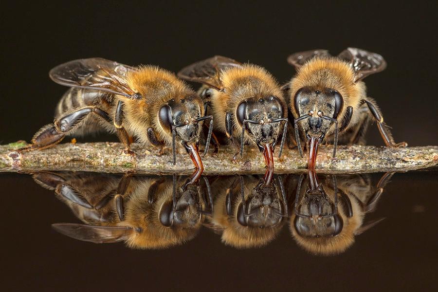 Honigbienen - geheimnisvolle Waldbewohner