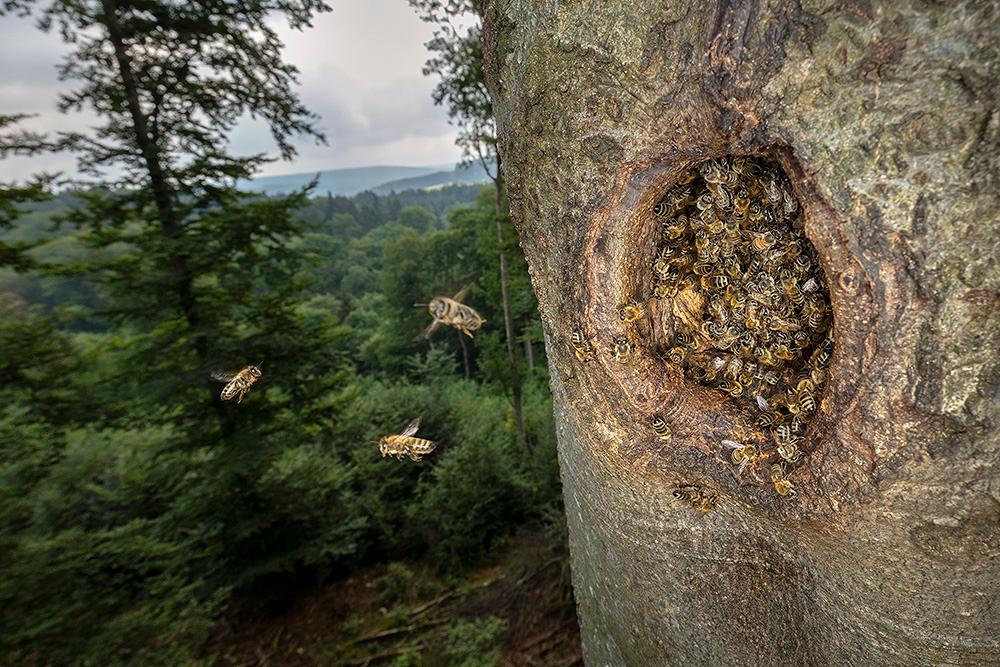 Honigbienen - geheimnisvolle Waldbewohner