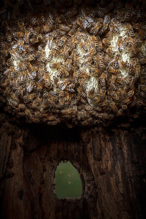 Honigbienen - geheimnisvolle Waldbewohner