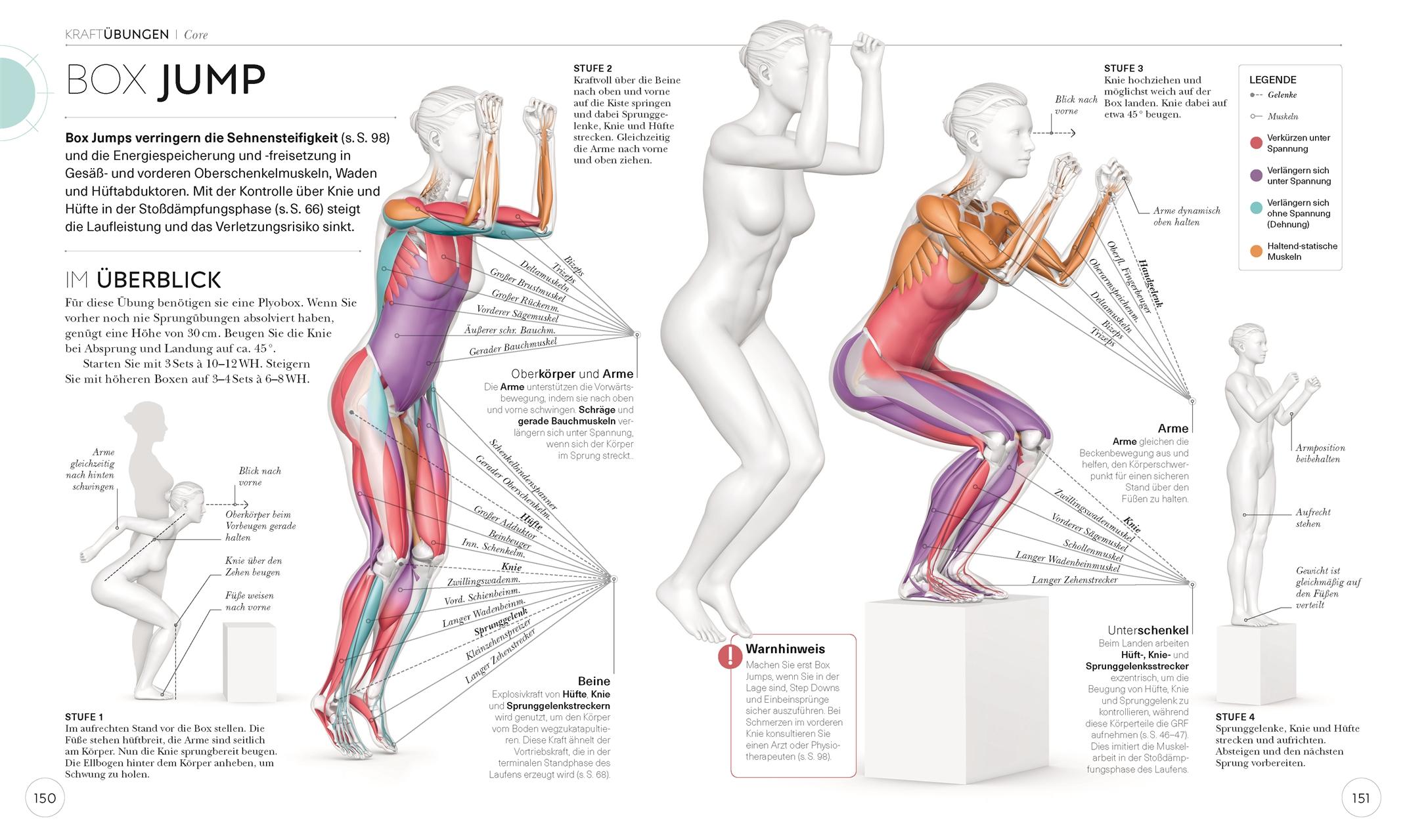 Lauftraining - Die Anatomie verstehen