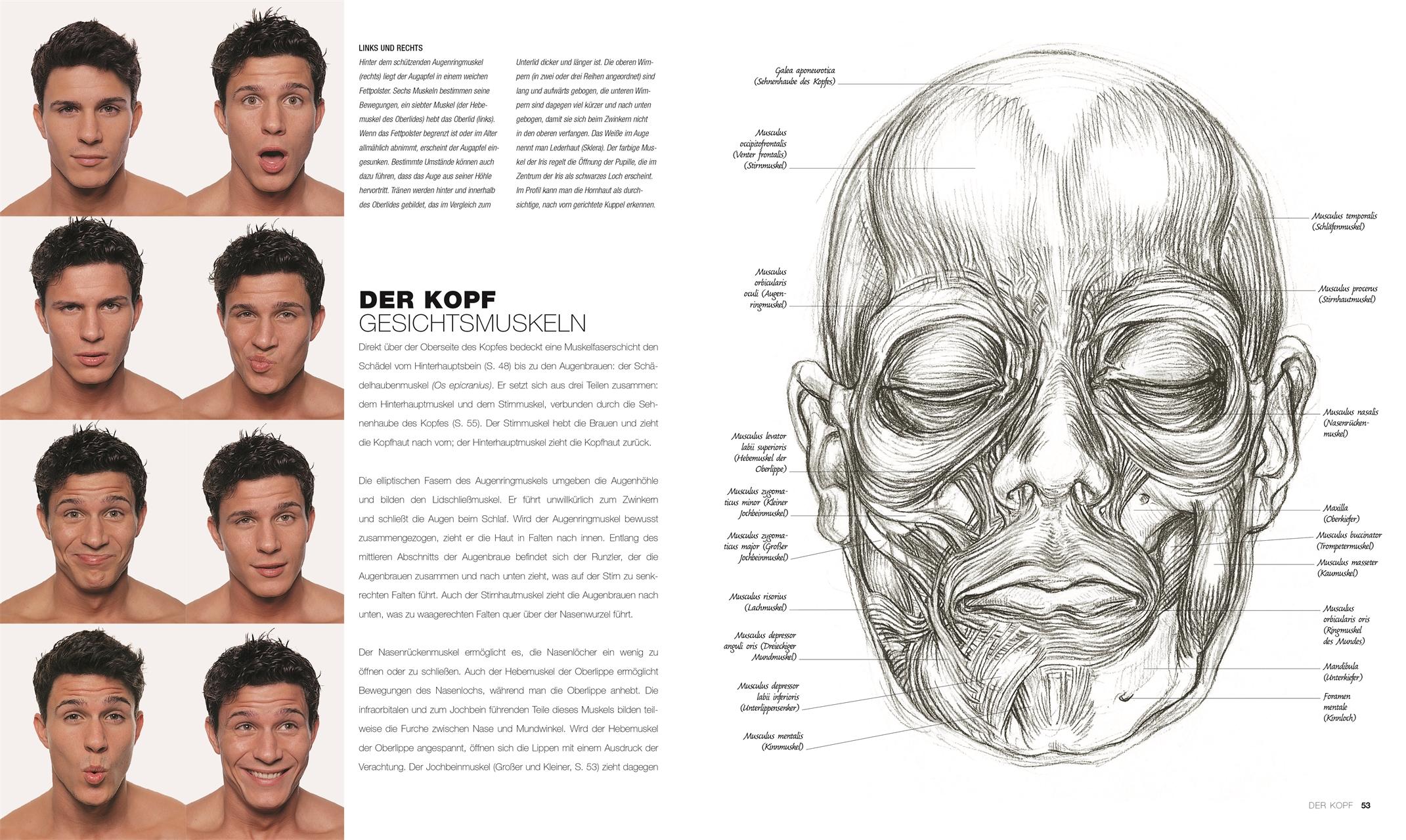 Anatomie für Künstler