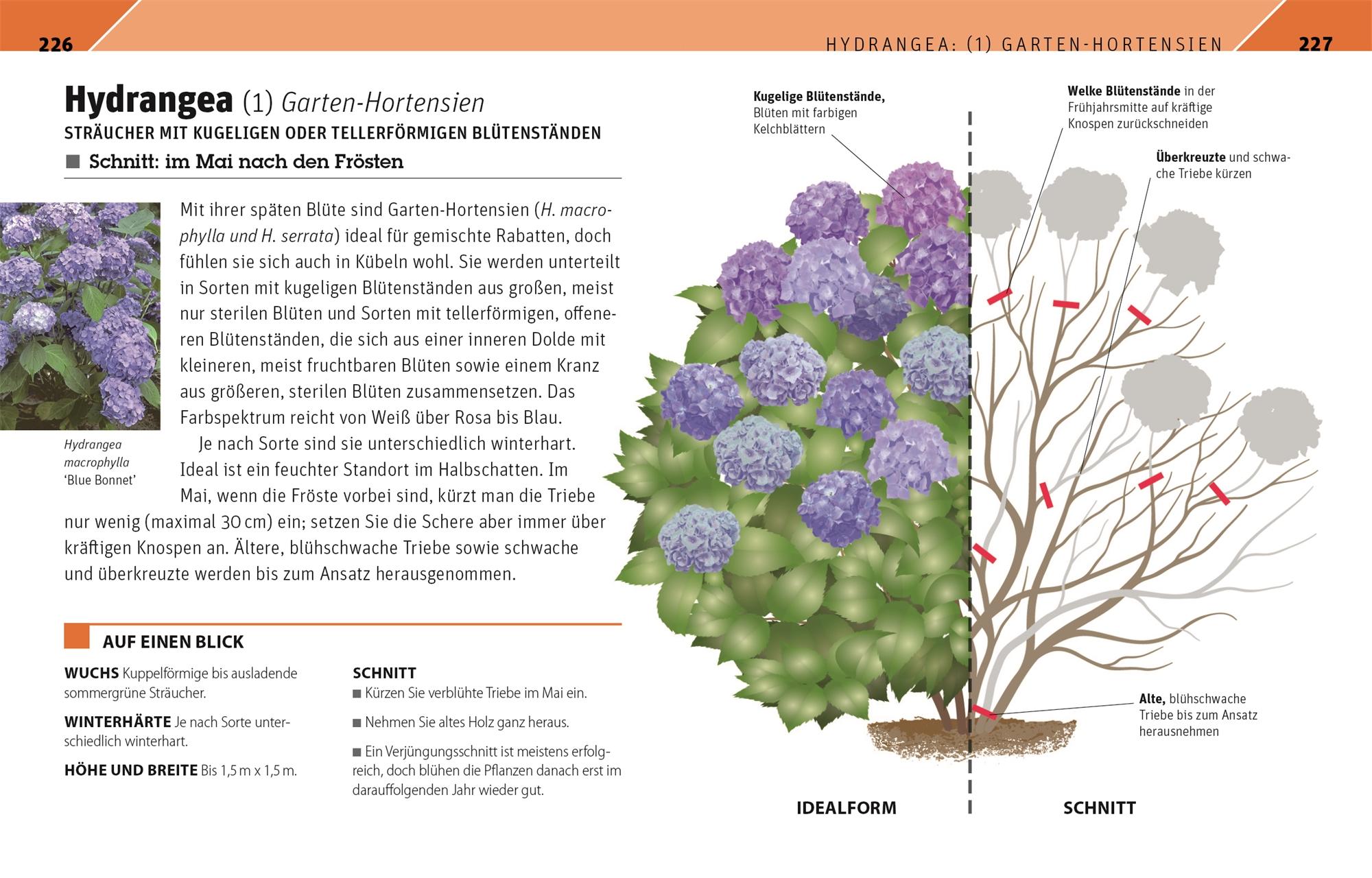 Gartenwissen Pflanzenschnitt