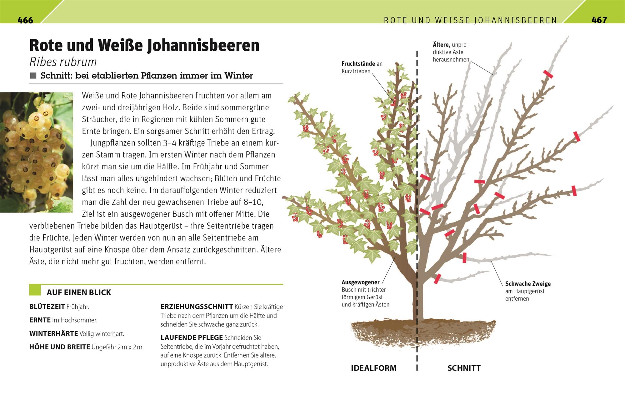 Gartenwissen Pflanzenschnitt