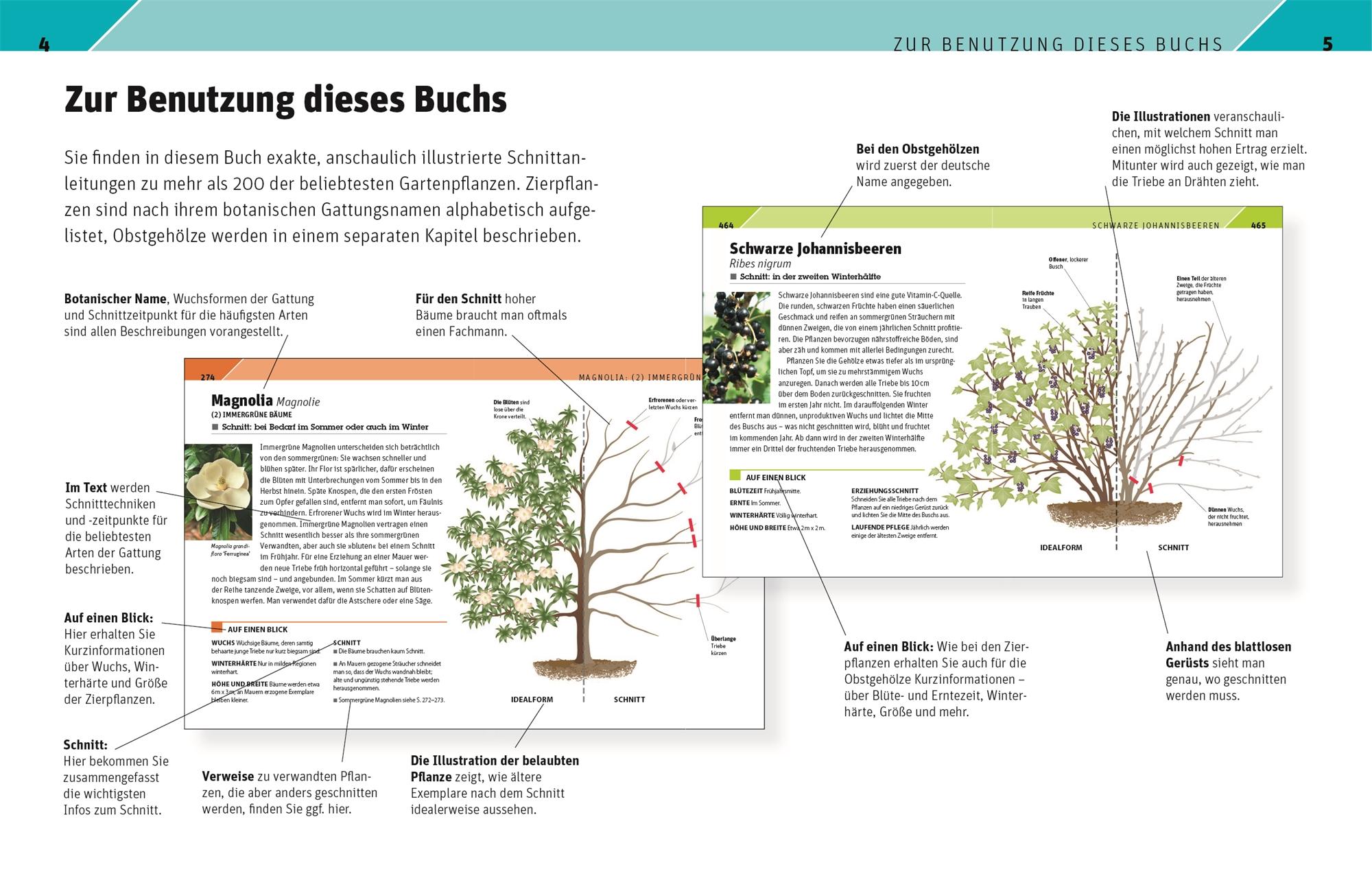 Gartenwissen Pflanzenschnitt