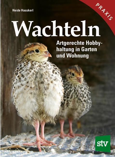 Wachteln