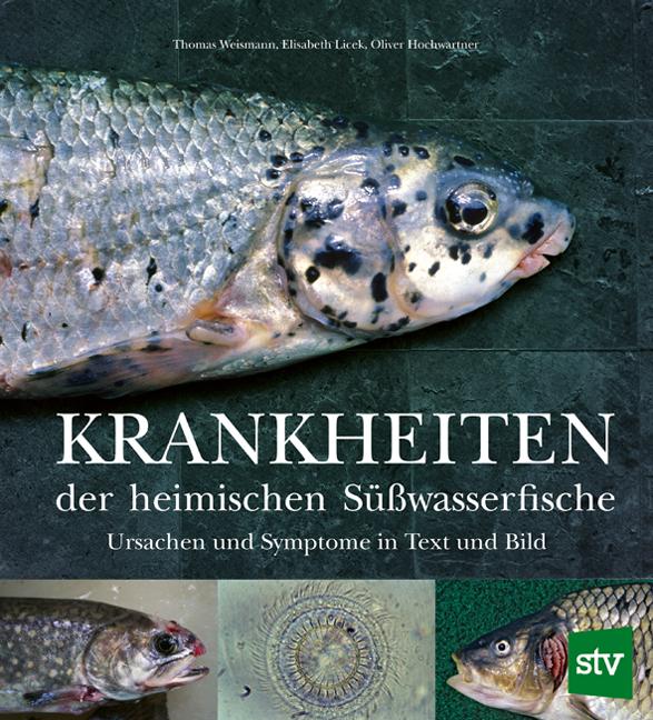 Krankheiten der heimischen Süßwasserfische