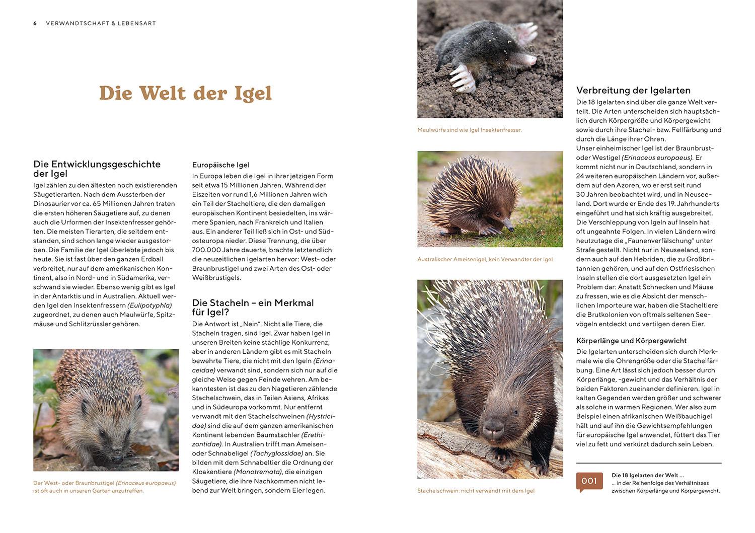 Igel im Garten