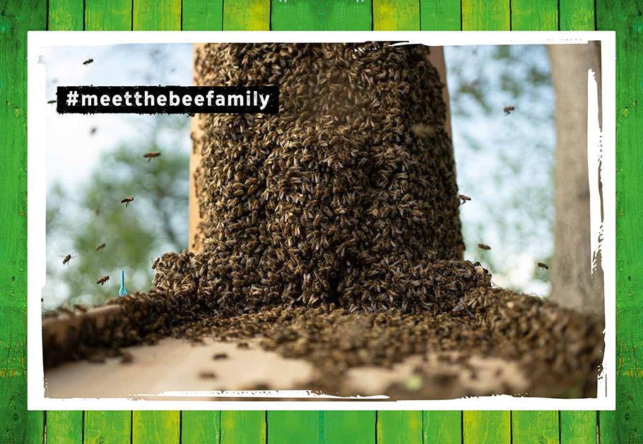 Quentins Welt der Bienen. #meetthebeefamily - Beesteez