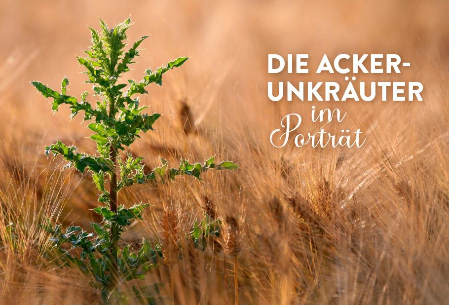 Geheimnisse der Unkräuter