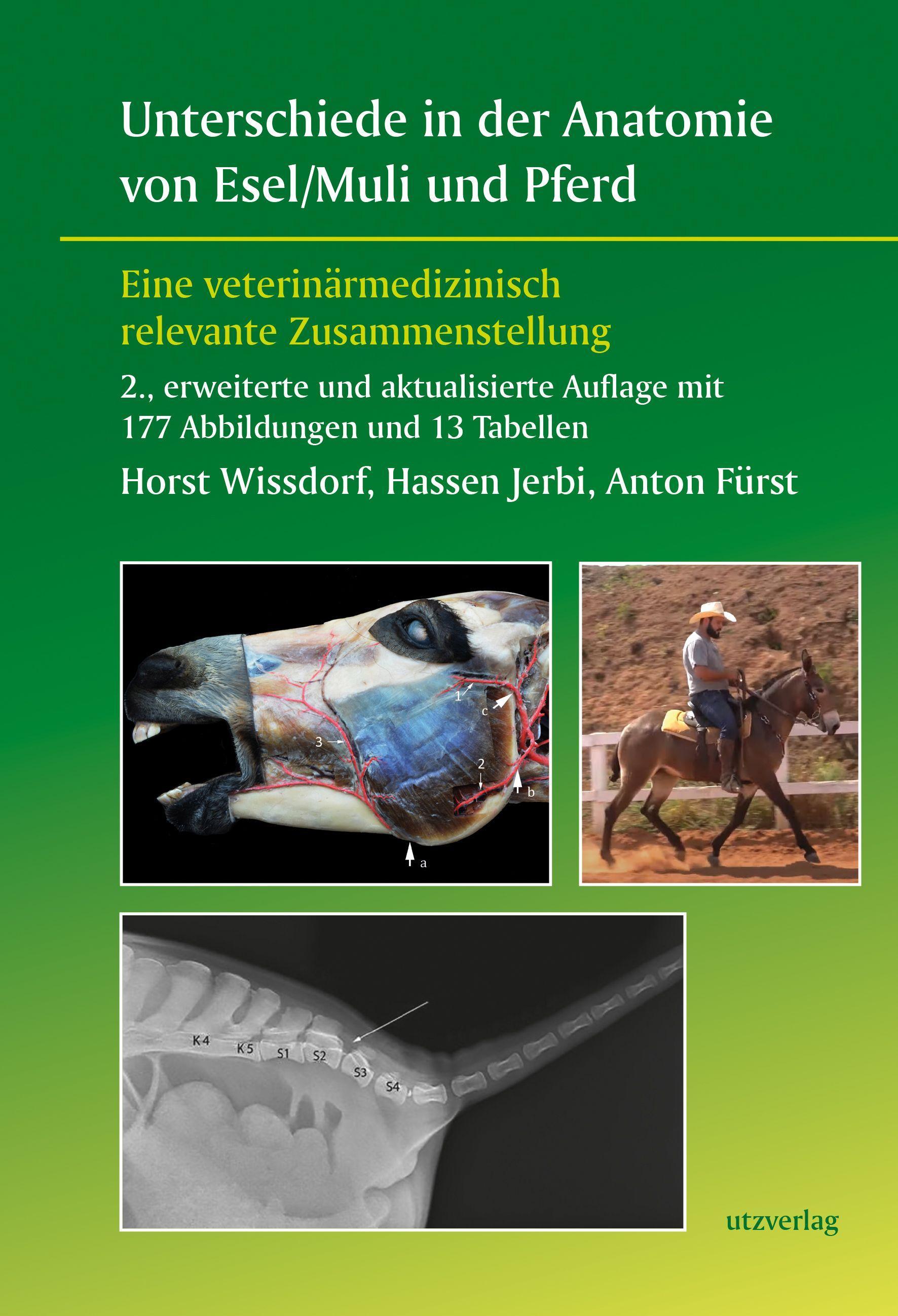 Unterschiede in der Anatomie von Esel/Muli und Pferd