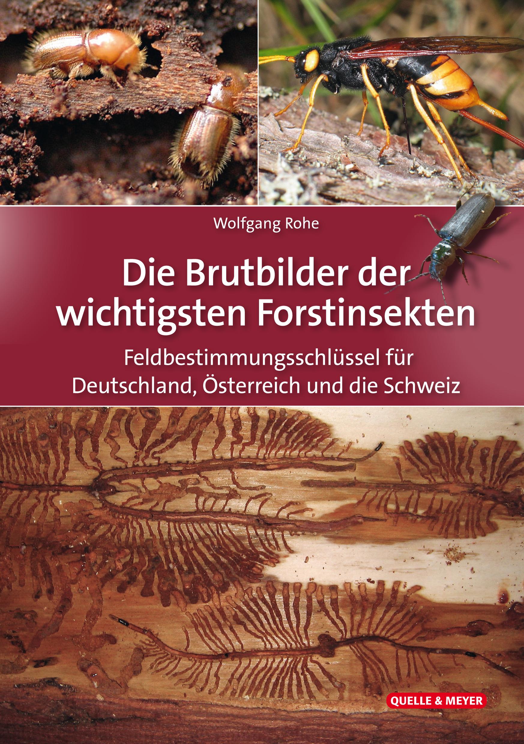 Die Brutbilder der wichtigsten Forstinsekten