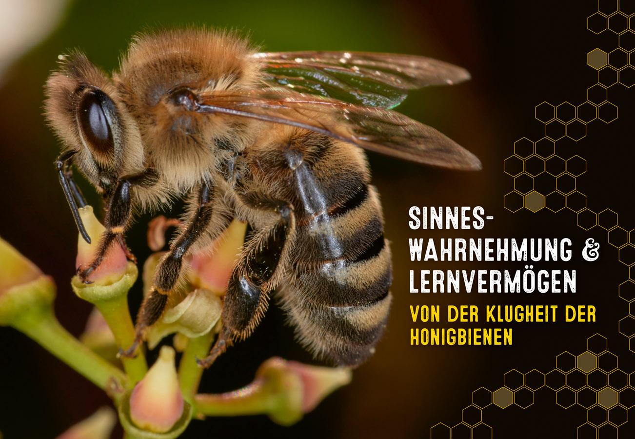 Auch Bienen haben Schweißfüße