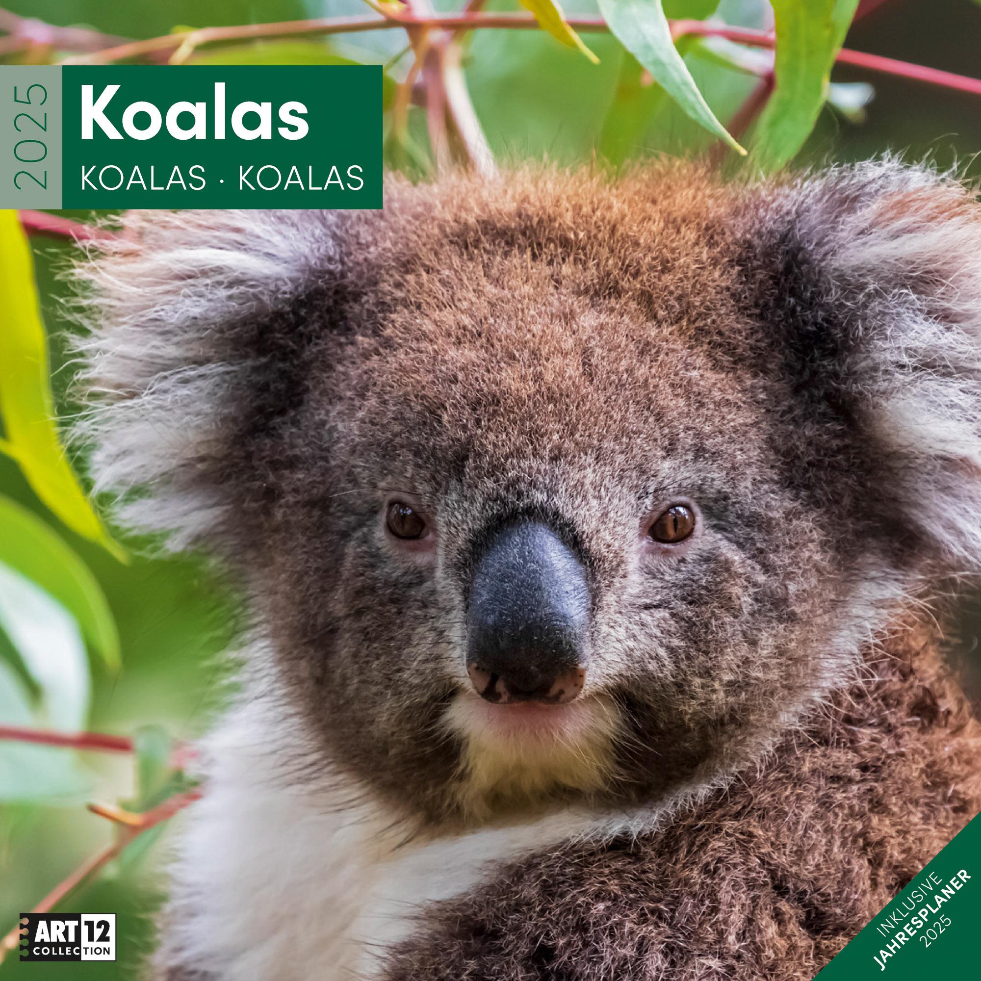 Koalas Kalender 2025 - 30x30