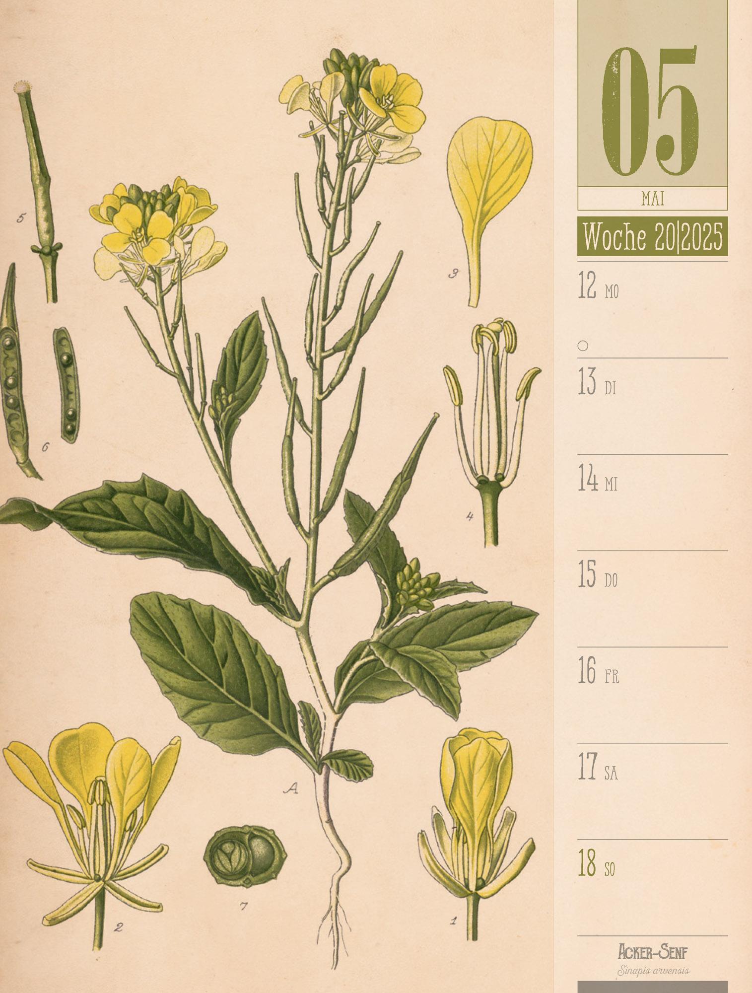 Culinarium - Küche, Kräuter, Kurioses - Vintage Wochenplaner Kalender 2025