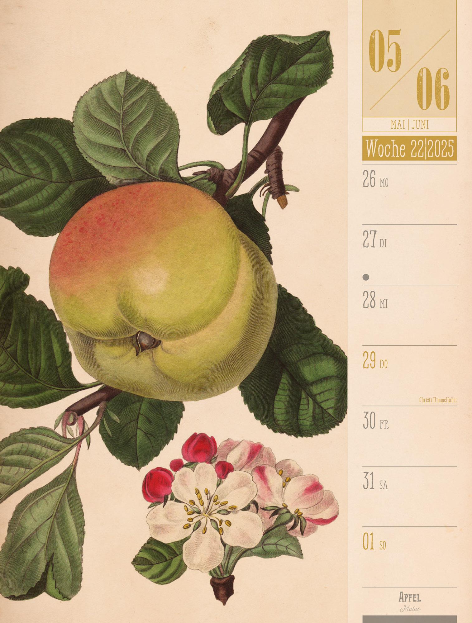 Culinarium - Küche, Kräuter, Kurioses - Vintage Wochenplaner Kalender 2025