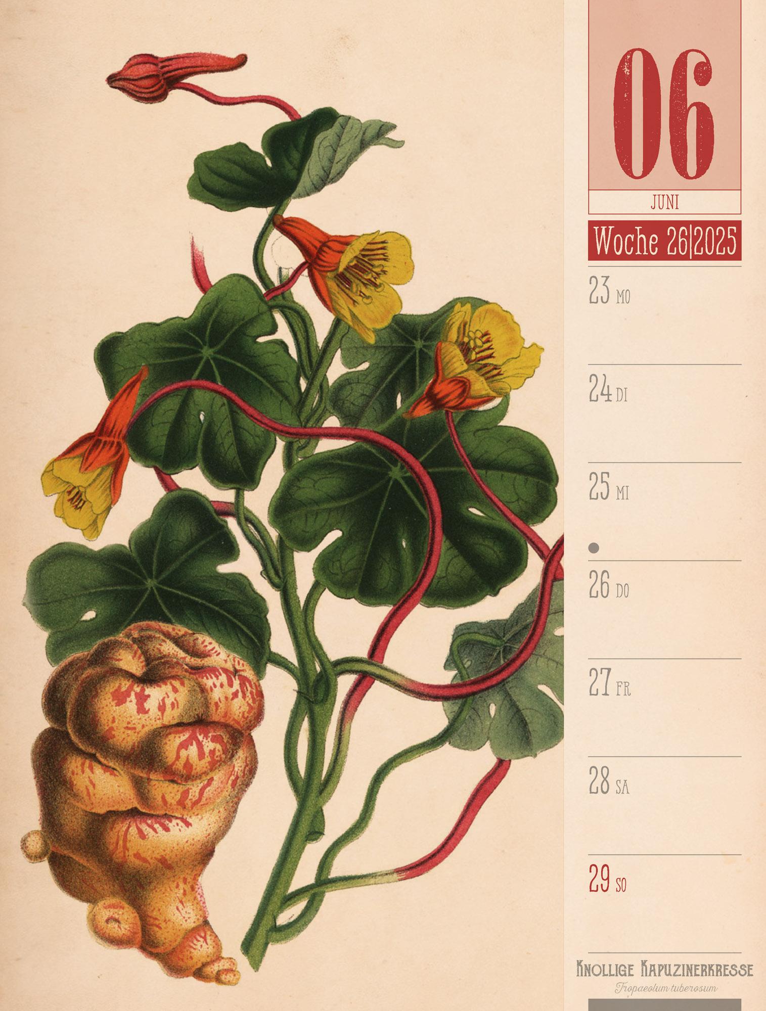 Culinarium - Küche, Kräuter, Kurioses - Vintage Wochenplaner Kalender 2025