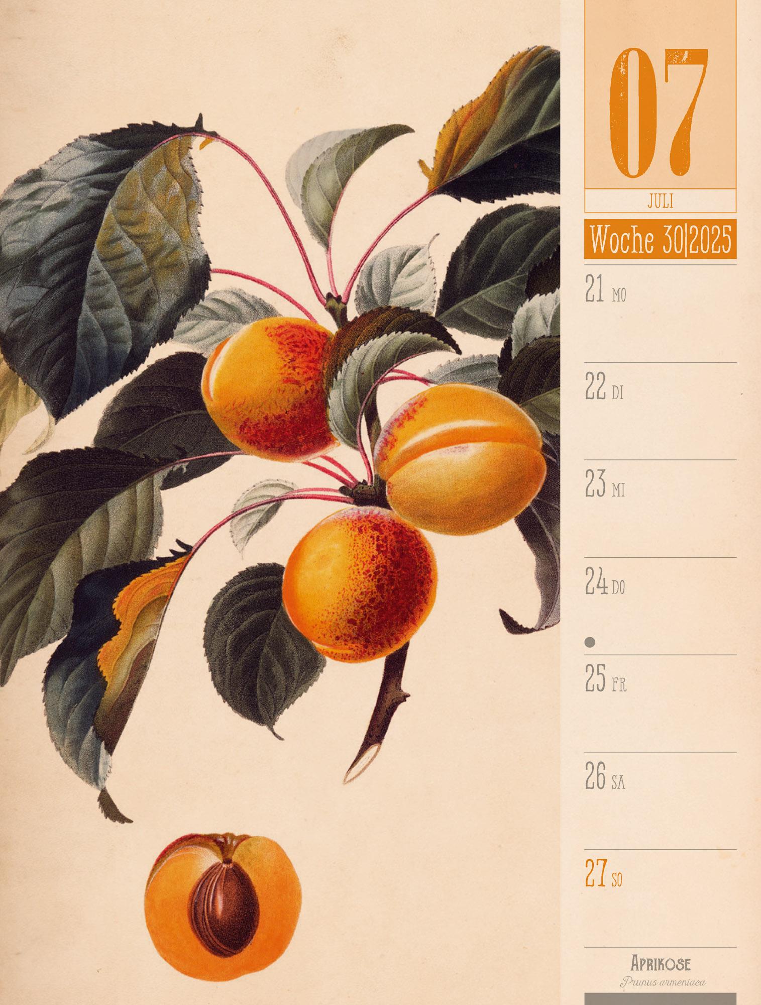 Culinarium - Küche, Kräuter, Kurioses - Vintage Wochenplaner Kalender 2025