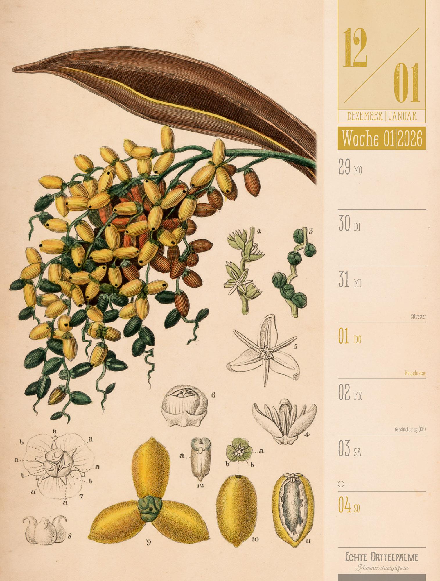 Culinarium - Küche, Kräuter, Kurioses - Vintage Wochenplaner Kalender 2025