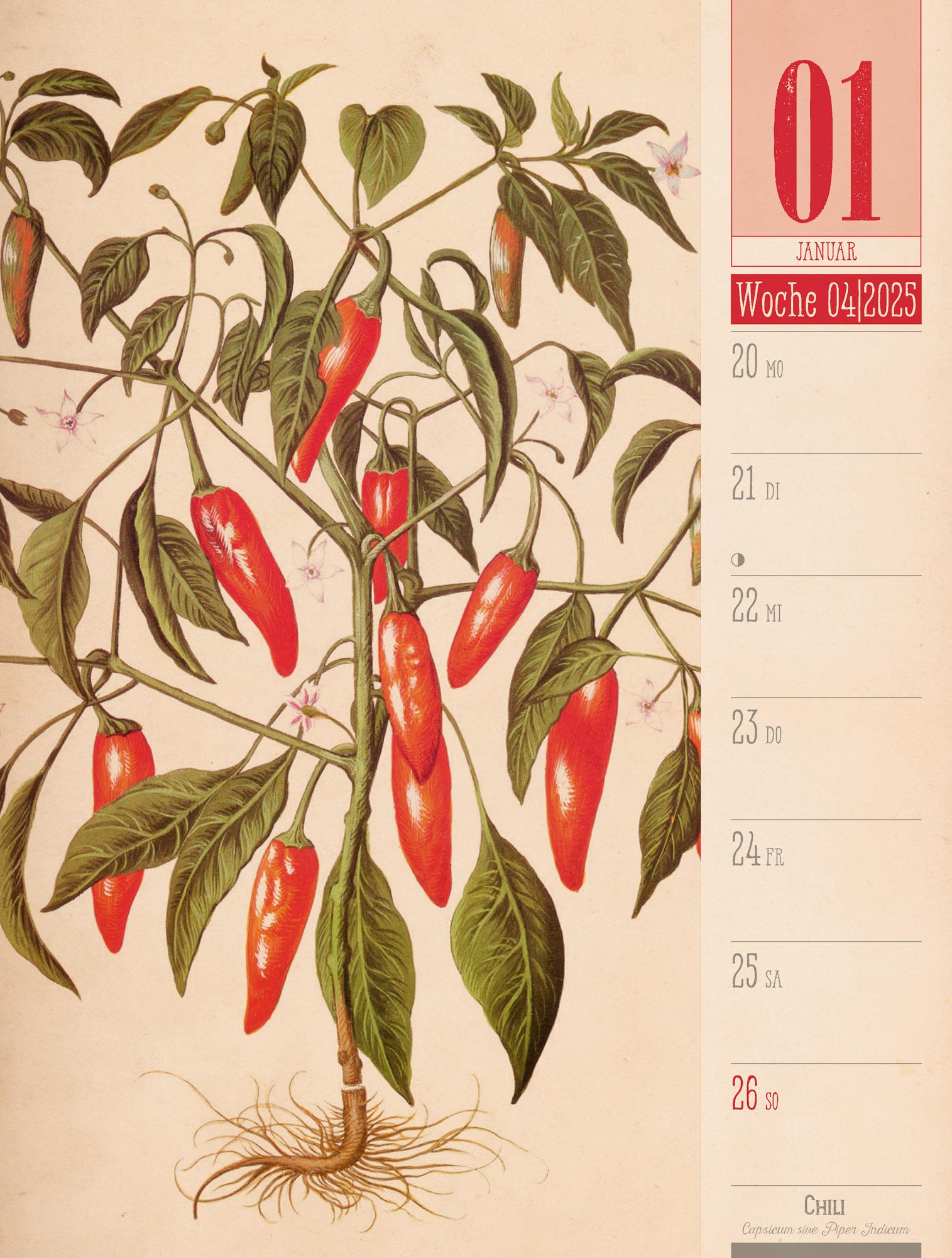 Culinarium - Küche, Kräuter, Kurioses - Vintage Wochenplaner Kalender 2025