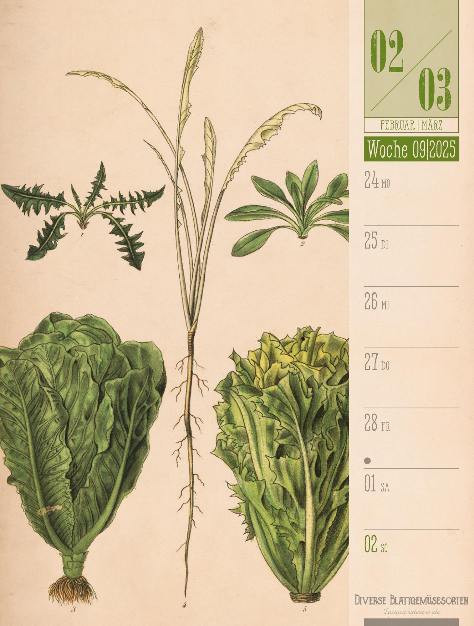 Culinarium - Küche, Kräuter, Kurioses - Vintage Wochenplaner Kalender 2025