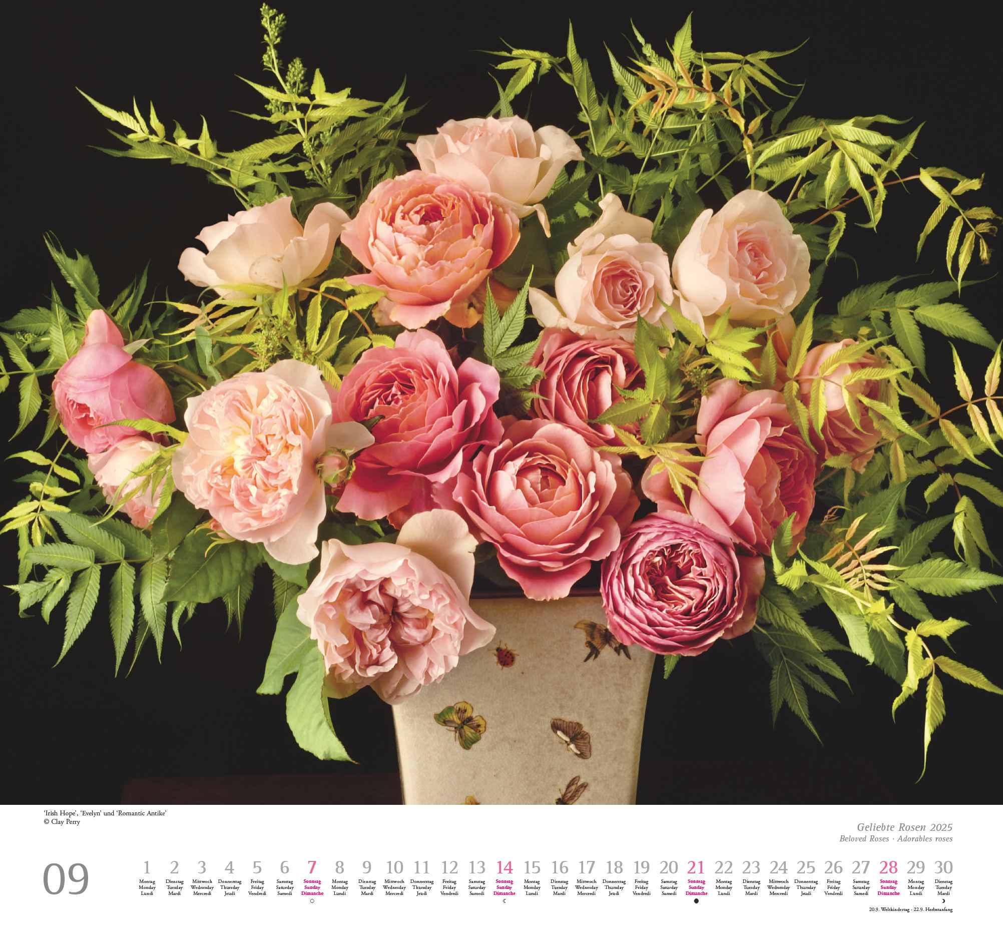 Geliebte Rosen 2025 - DUMONT Wandkalender - mit allen wichtigen Feiertagen - Format 38,0 x 35,5 cm