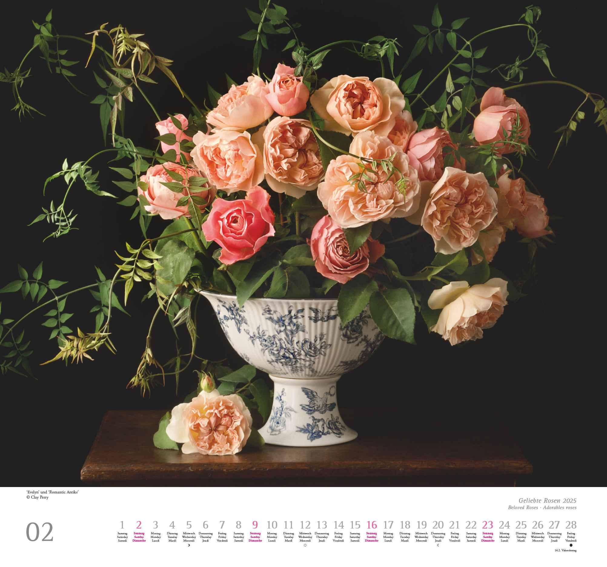 Geliebte Rosen 2025 - DUMONT Wandkalender - mit allen wichtigen Feiertagen - Format 38,0 x 35,5 cm