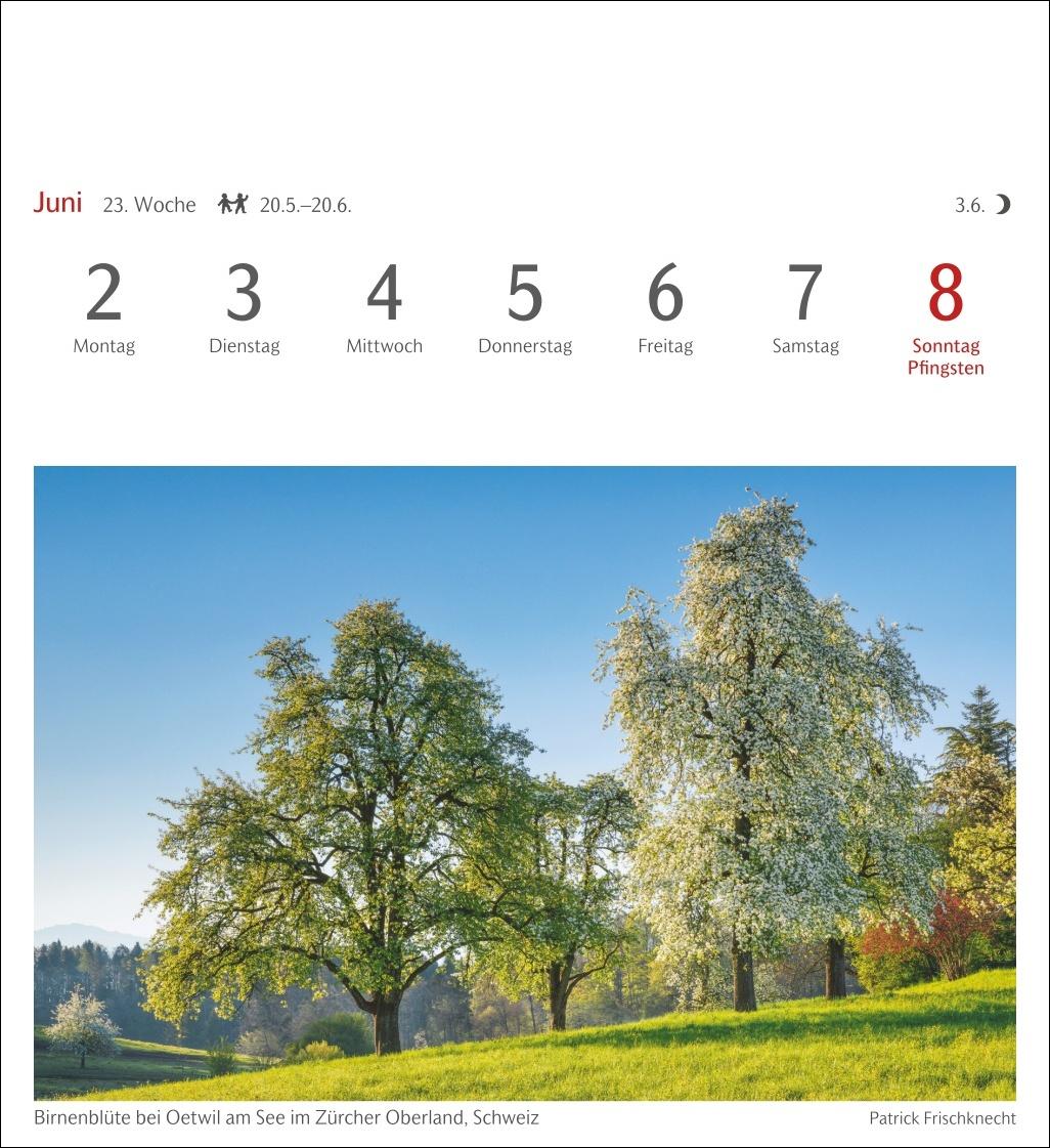 Bäume Postkartenkalender 2025 - Wochenkalender mit 53 Postkarten