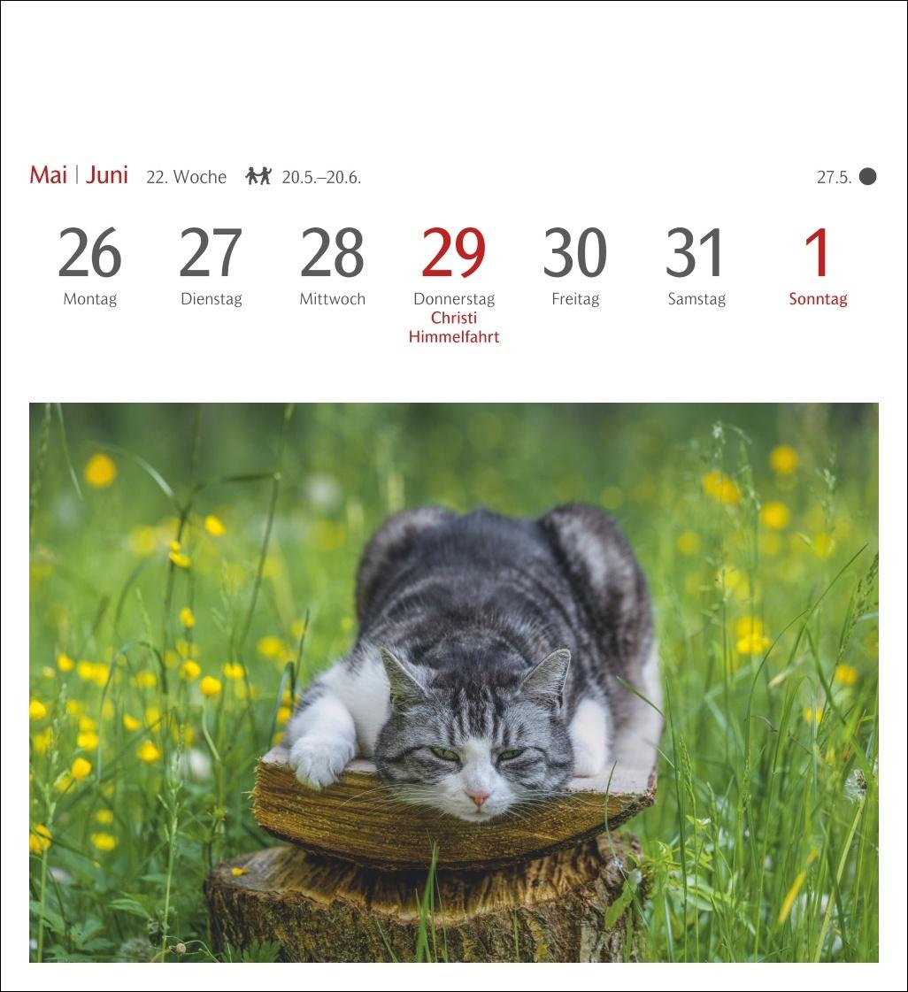 Katzen Postkartenkalender 2025 - Wochenkalender mit 53 Postkarten