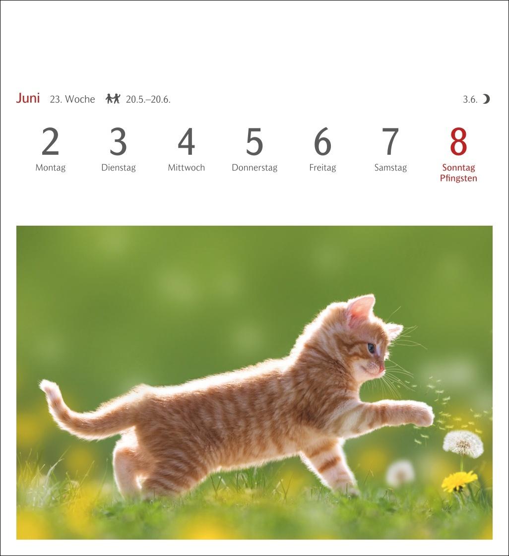 Katzen Postkartenkalender 2025 - Wochenkalender mit 53 Postkarten