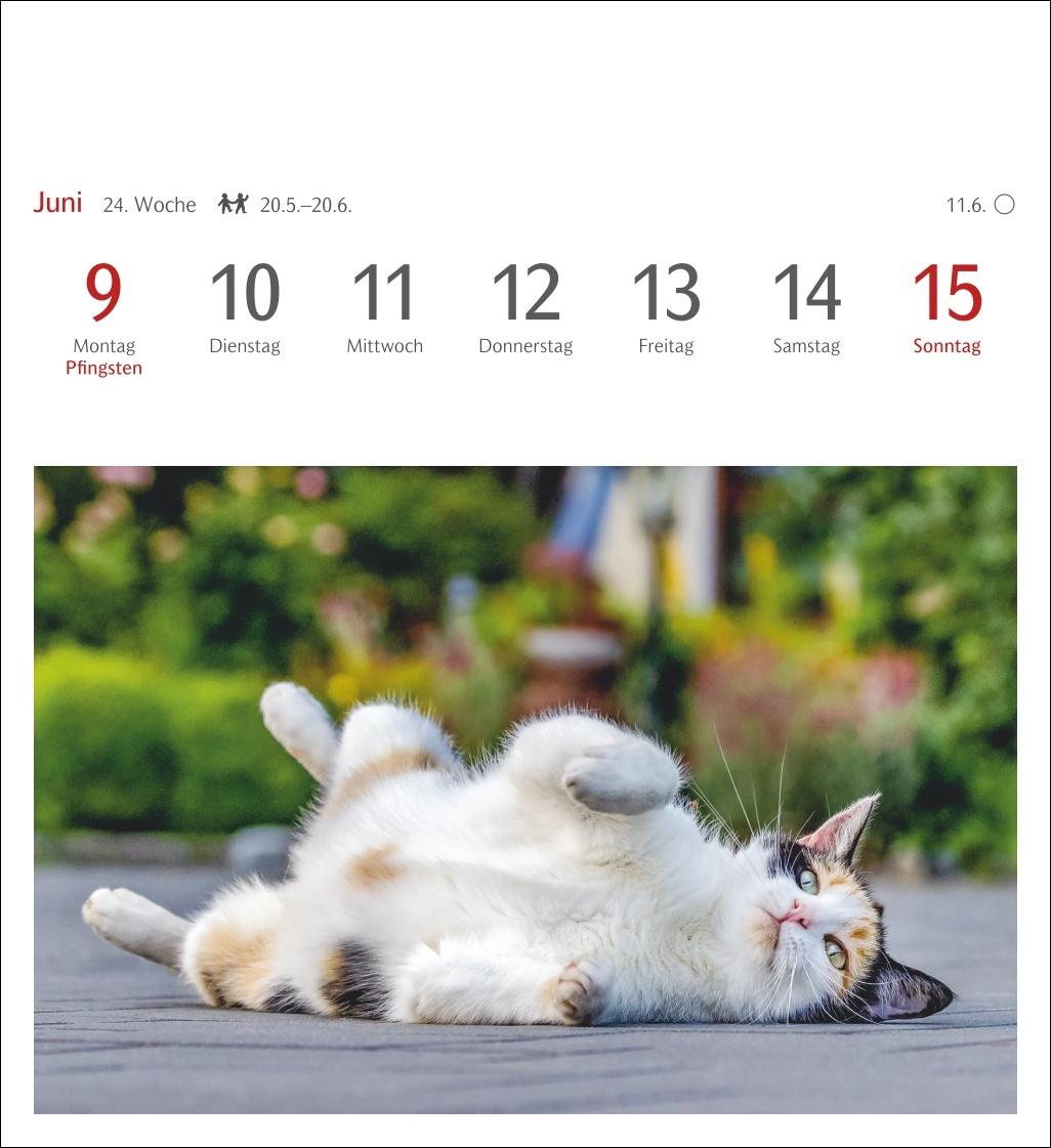 Katzen Postkartenkalender 2025 - Wochenkalender mit 53 Postkarten