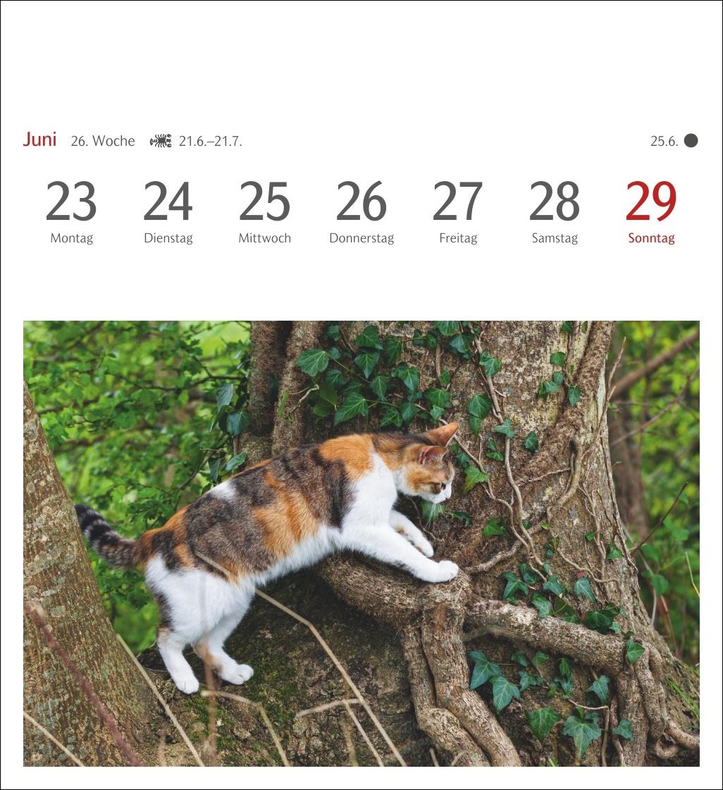 Katzen Postkartenkalender 2025 - Wochenkalender mit 53 Postkarten