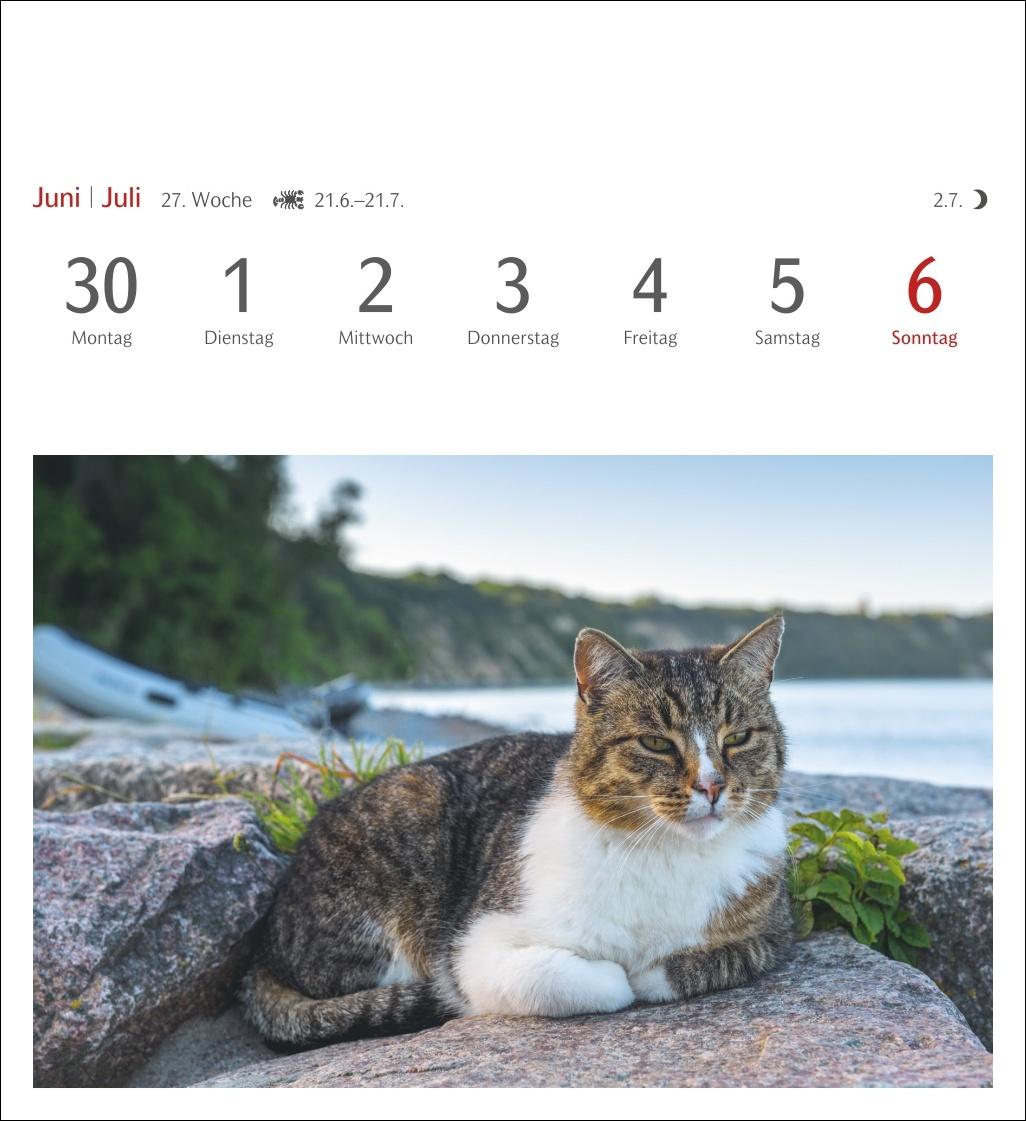 Katzen Postkartenkalender 2025 - Wochenkalender mit 53 Postkarten