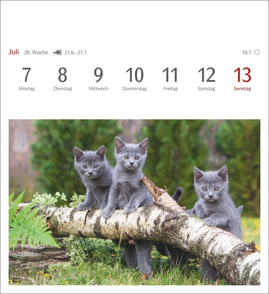 Katzen Postkartenkalender 2025 - Wochenkalender mit 53 Postkarten