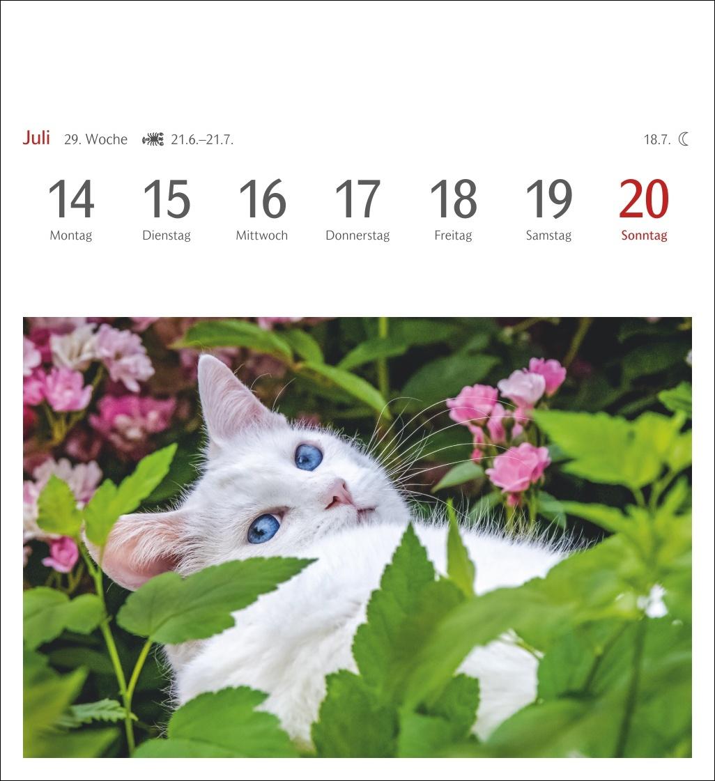 Katzen Postkartenkalender 2025 - Wochenkalender mit 53 Postkarten