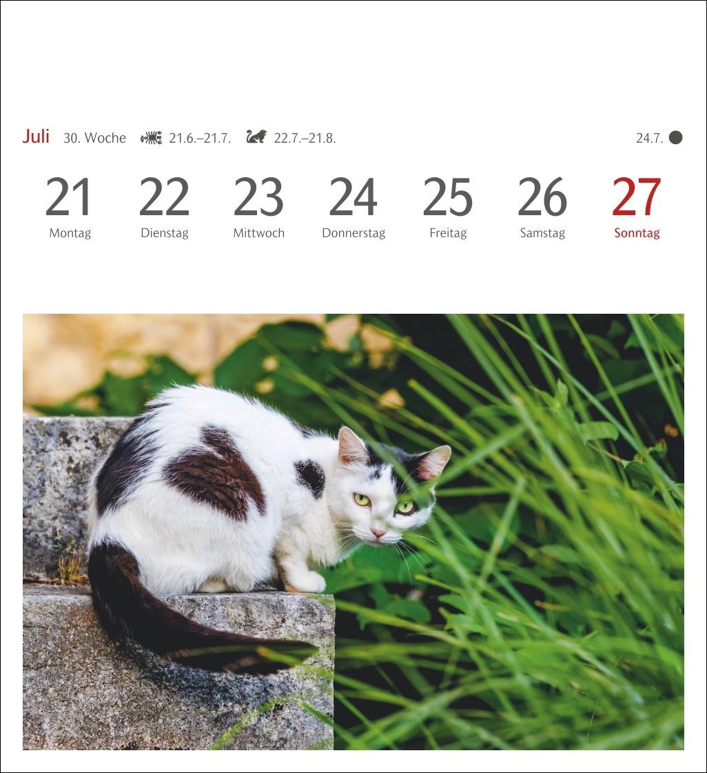 Katzen Postkartenkalender 2025 - Wochenkalender mit 53 Postkarten