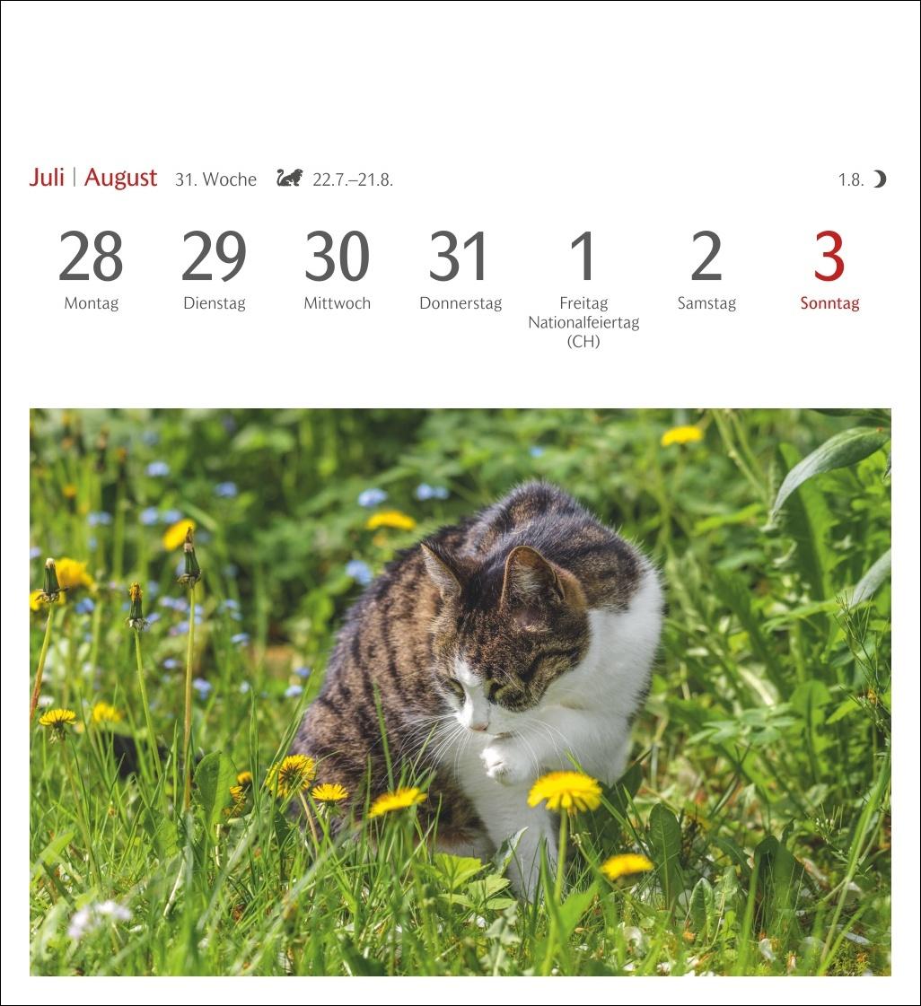 Katzen Postkartenkalender 2025 - Wochenkalender mit 53 Postkarten