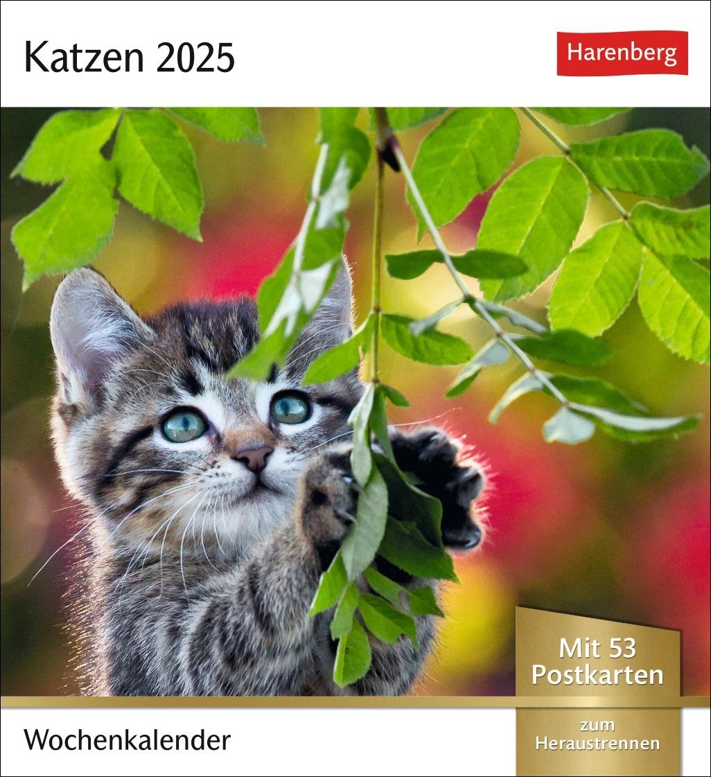 Katzen Postkartenkalender 2025 - Wochenkalender mit 53 Postkarten