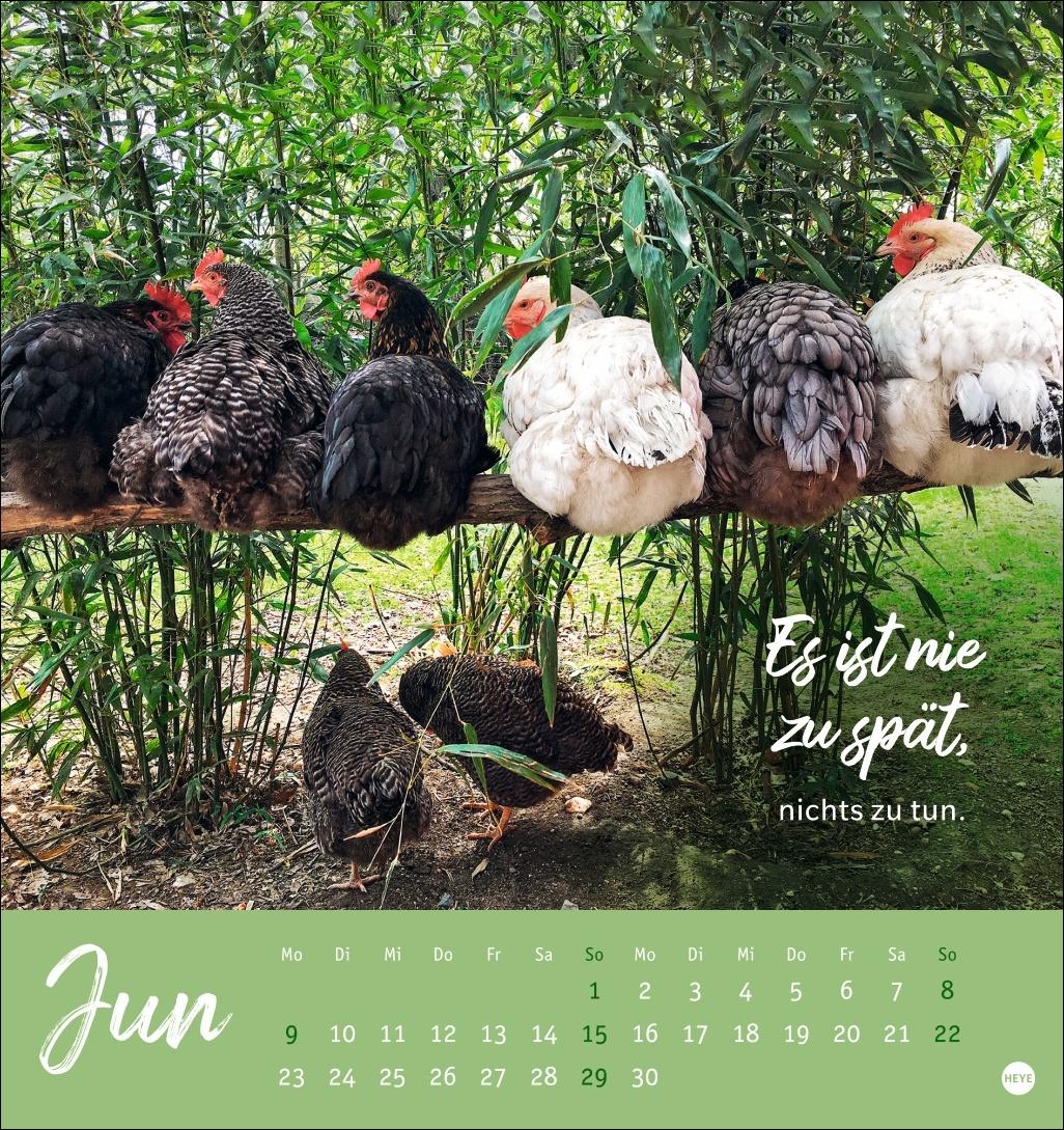 Hühner Postkartenkalender 2025 - Ach, du verrücktes Huhn!