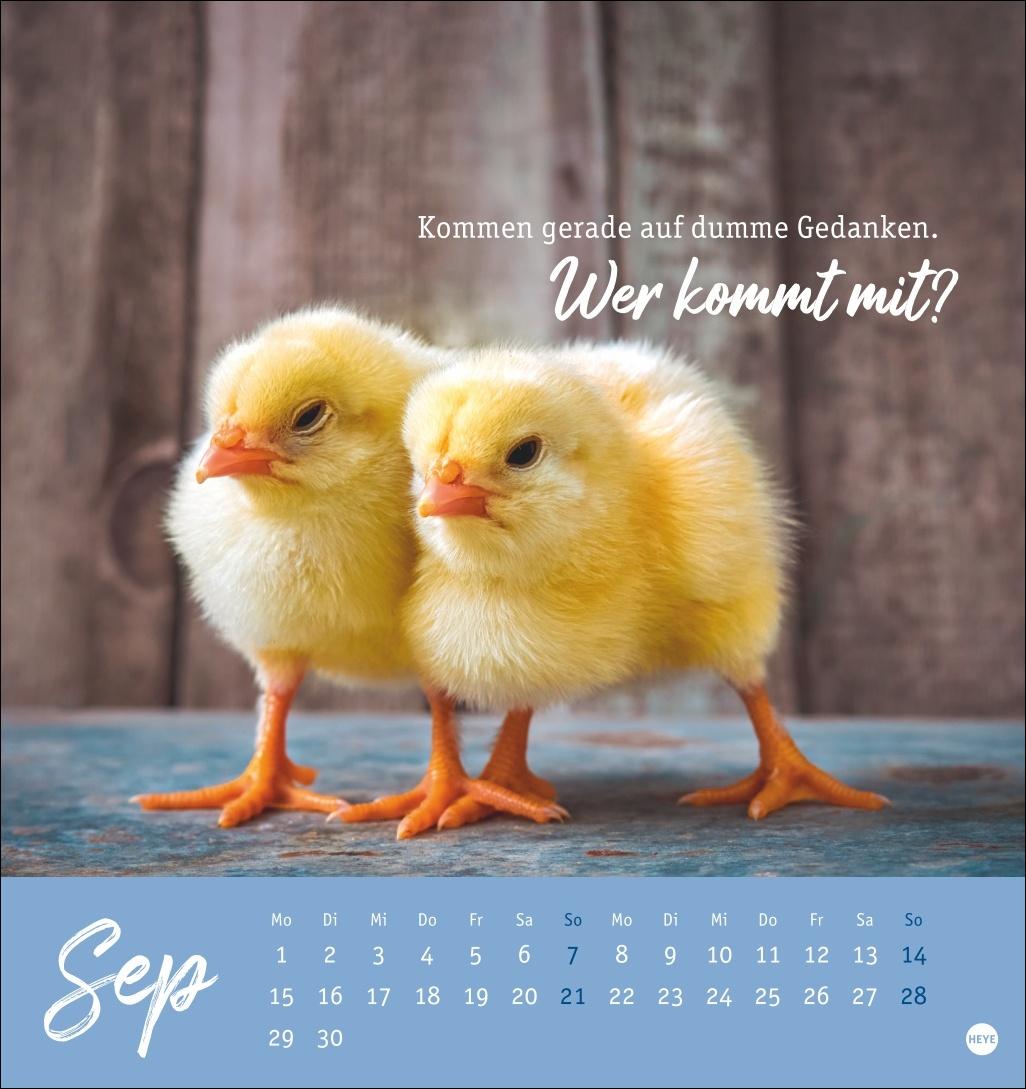 Hühner Postkartenkalender 2025 - Ach, du verrücktes Huhn!