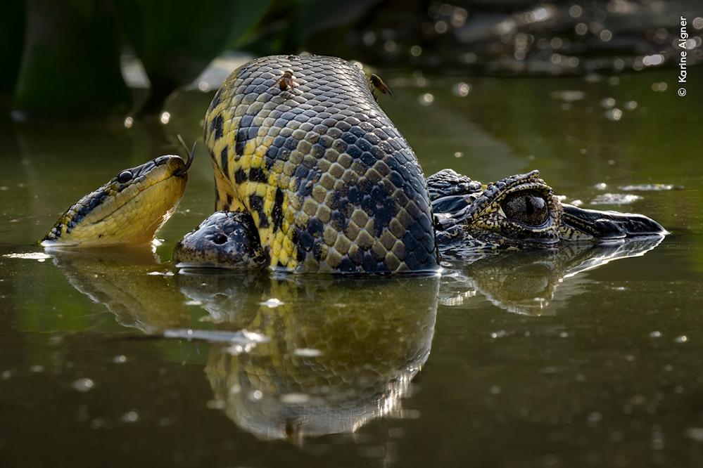 Wildlife Fotografien des Jahres - Portfolio 34