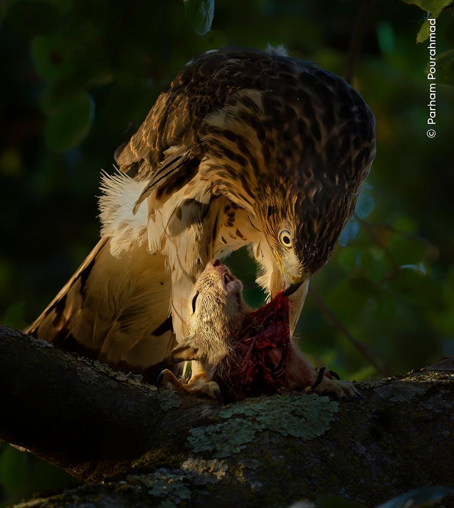 Wildlife Fotografien des Jahres - Portfolio 34