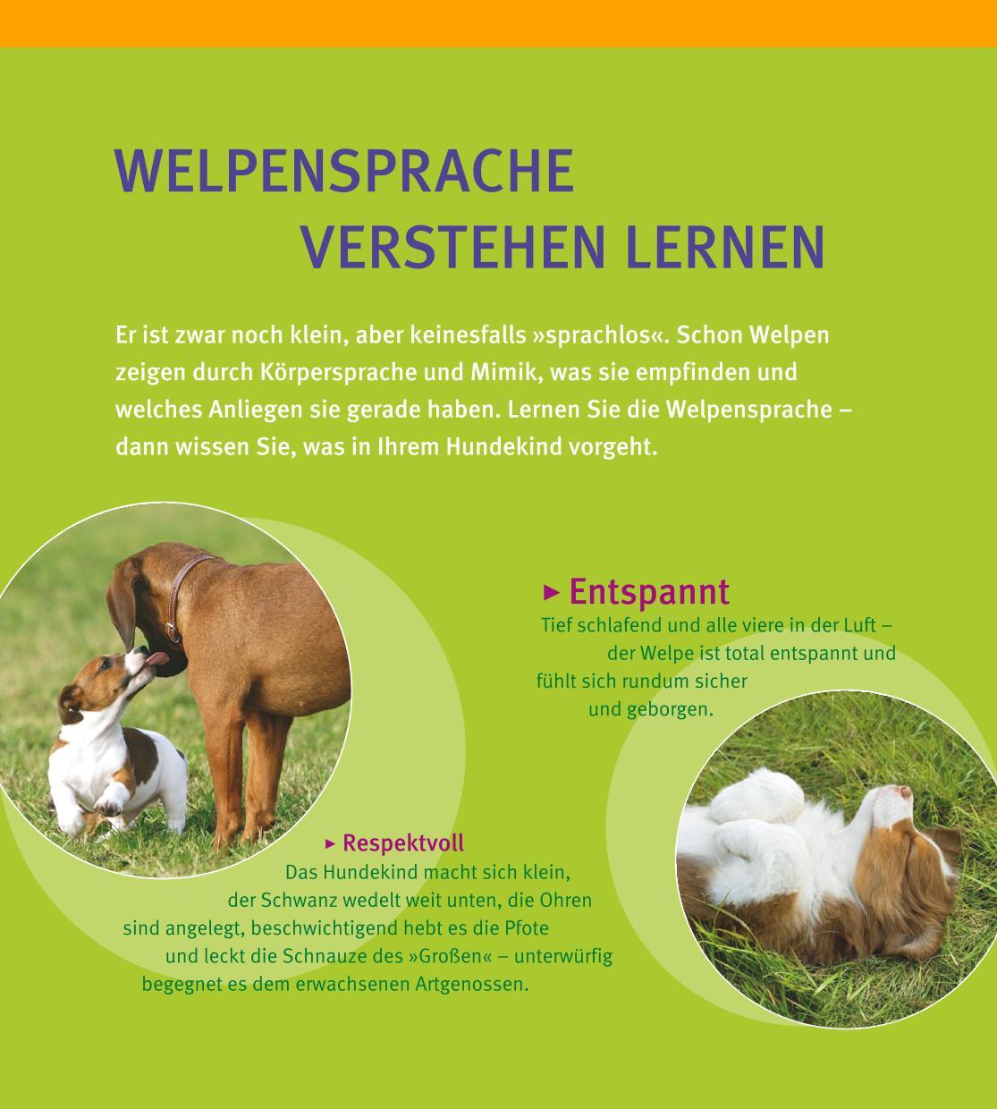 Welpen-Erziehung