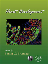 Heart Development